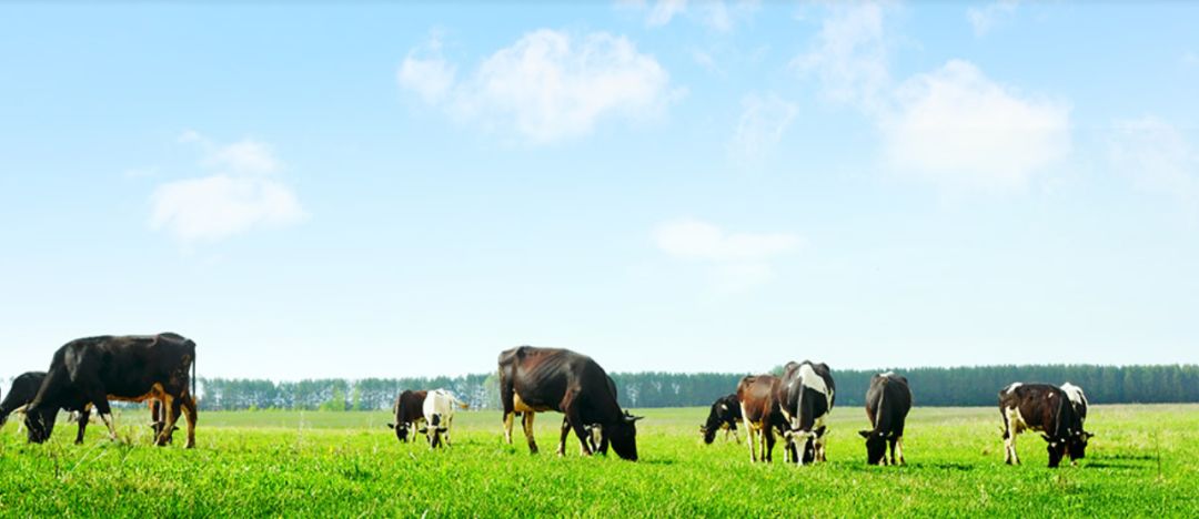 Avery Dennison Smart Labels: RFID initiates a sustainable food supply chain revolution