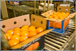LoBueCitrus' Citrus Food Adoption Tracking System