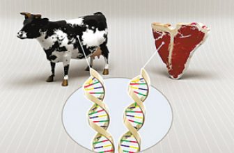 South Korea introduces RFID system to manage the source of beef