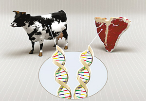 South Korea introduces RFID system to manage the source of beef