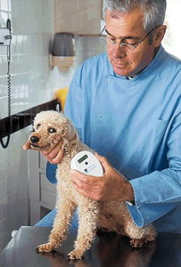 Shanghai pet dog has an electronic ID card