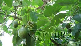 RFID helps avocados keep fresh