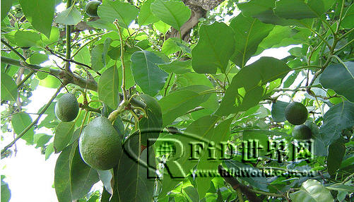 RFID helps avocados keep fresh