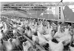 "Chicken Network" test