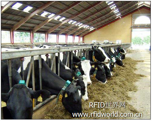 Danish dairy farmers use RFID to increase production and prevent diseases