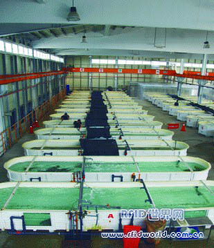 RFID hanging guarantee for Dehe Trade, the largest live fish center in Southeast Asia