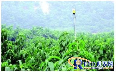 Wuxi Yangshan Peach Forest Base adopts intelligent agricultural IoT monitoring system