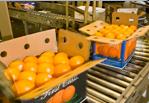 Application of LoBueCitrus Food Safety Production Tracking System