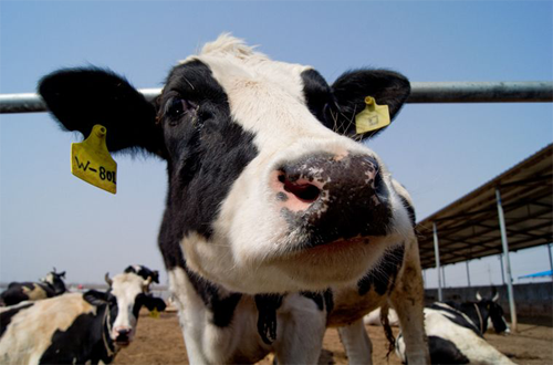 RFID technology helps farms open up new areas