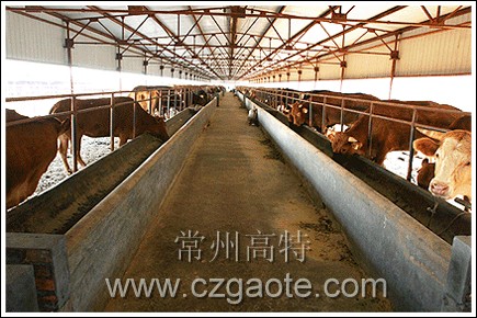 RFID management system helps beef cattle breeding enter the "core" era