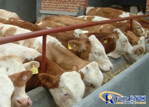 Internet of Things "Livestock Comprehensive Platform" helps a province's animal husbandry achieve leapfrog development