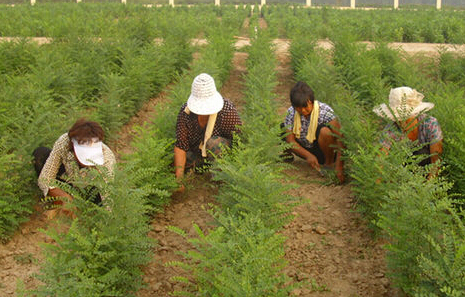 Hanyue RFID seedling management system application case