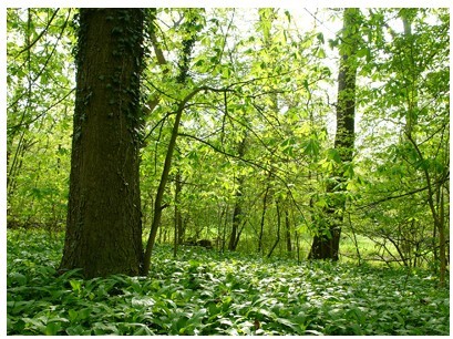 "Lv Ye Qian Chuan" Perceive Forestry