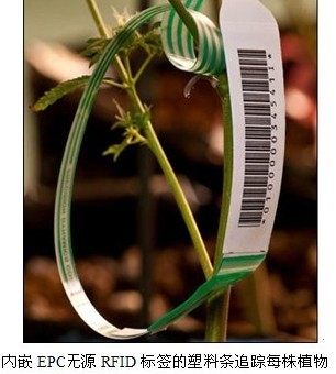 Medical marijuana uses RFID tags to achieve full tracking