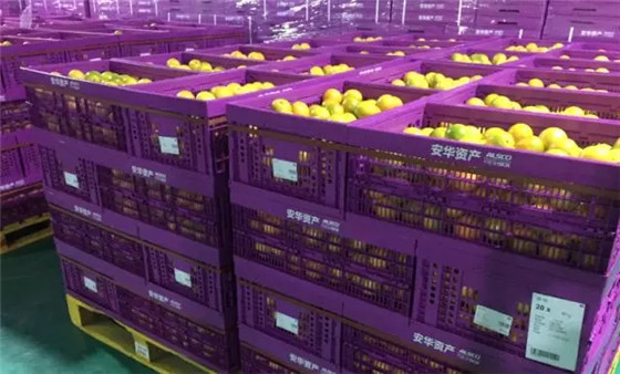 China's fresh food e-commerce's first unitized cold chain logistics case