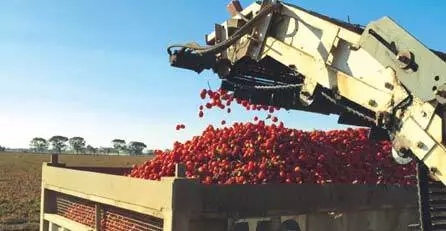 RFID technology accelerates tomato logistics