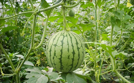 The Shanghai Academy of Agricultural Sciences wears an NFC tag for the watermelon, which can be recognized by a mobile phone