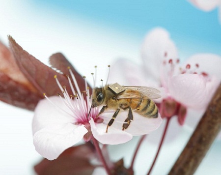 Research on colony collapse syndrome using Intel Edison computer and RFID technology
