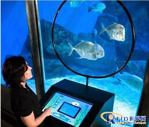 RFID chip fish in the aquarium