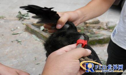 Application case of RFID traceability system in Yijiaxiang chicken management