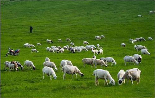 The development trend of RFID technology in animal husbandry industry