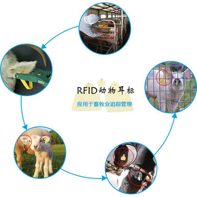 RFID animal husbandry management provides a scientific management mode
