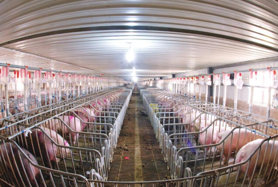 IoT intelligence creates miracles-only one person is needed to raise 10,000 pigs a year