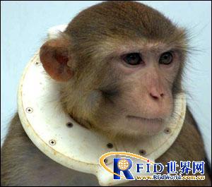 RFID helps researchers understand monkey behavior