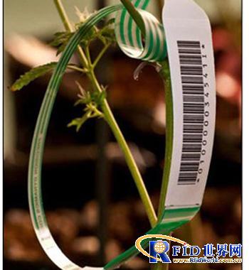 Colorado to use UHF RFID technology to regulate marijuana