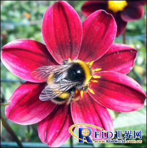 Scientists use Microsensys' RFID technology to study effects of pesticides on bumblebees