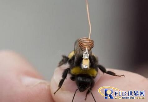 Little bees carry RFID trackers on their backs: to monitor their behavior