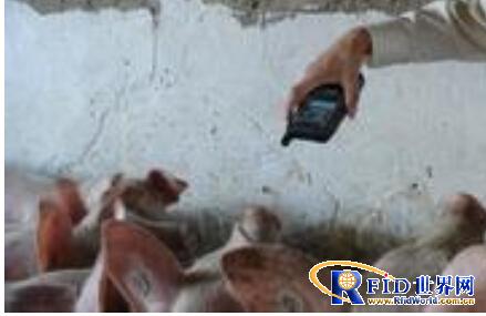 Frontier RFID traceability software management system realizes animal husbandry management innovation