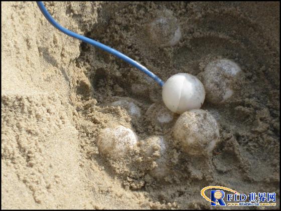 Telit M2M Technology Helps Turtles and Tourism on North Carolina Coast