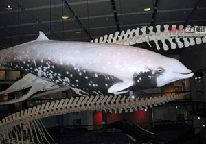 Ocean deep diving scientific research activities collect data with the help of RFID electronic tags