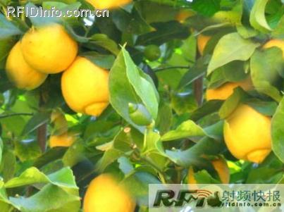 Lemon grower uses HF RFID system to track employee productivity