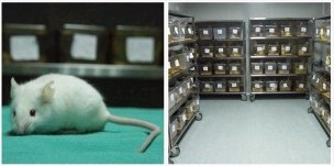 RFID real-time tracking MacDek Shengke makes the information of surrogate animals zero missed
