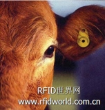 Costa View Farm uses RFID system to increase milk production