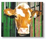 RFID Animal Husbandry Application