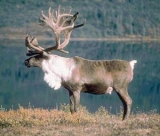 New York State tests UHF tags to identify reindeer