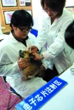 Dalian handles electronic ID cards for pet dogs