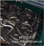 European scientists use RFID sensors to track eel migration