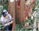 The Ministry of Forestry of Malaysia uses RFID to track timber and manage forests