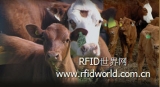 Canadian cattle auction site tests using RFID readers