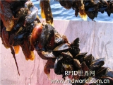 RFID tracks mussel farming in Spain