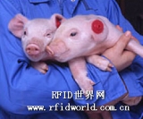 Successful case of source tracking system in Towada Lake Plateau Pork