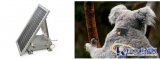 Telit technology assists in tracking koalas and monitoring their health