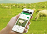 Sheep RFID electronic ear tag traceability system