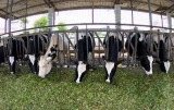 Application case of EU RFID animal husbandry traceability management system