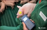 Food company pilots UHF RFID technology to improve pig life cycle management