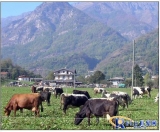 Turin Chamber of Commerce in Italy uses RFID high-frequency tags to track cheese